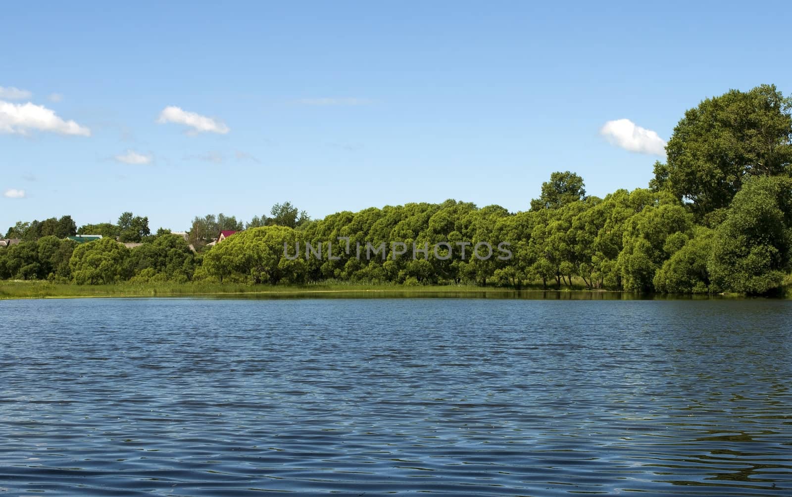 Thickets of trees on the lake shore
