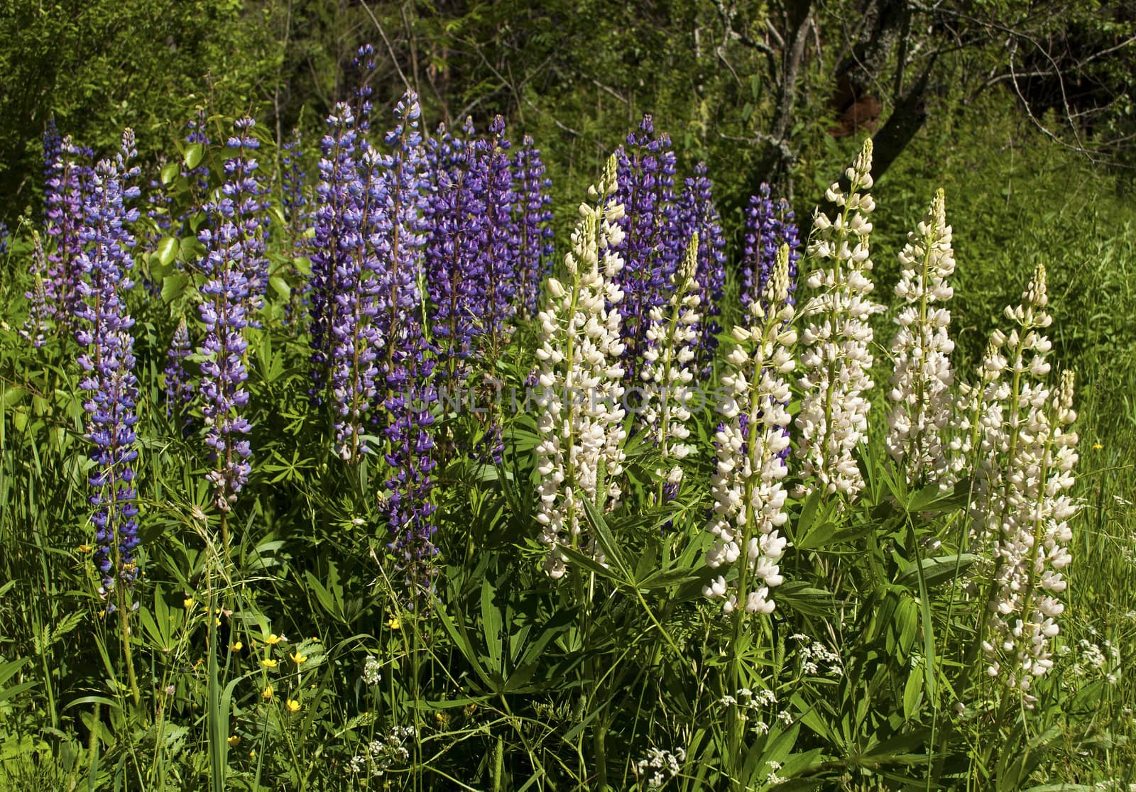 Colorful blooming lupines in the woods
