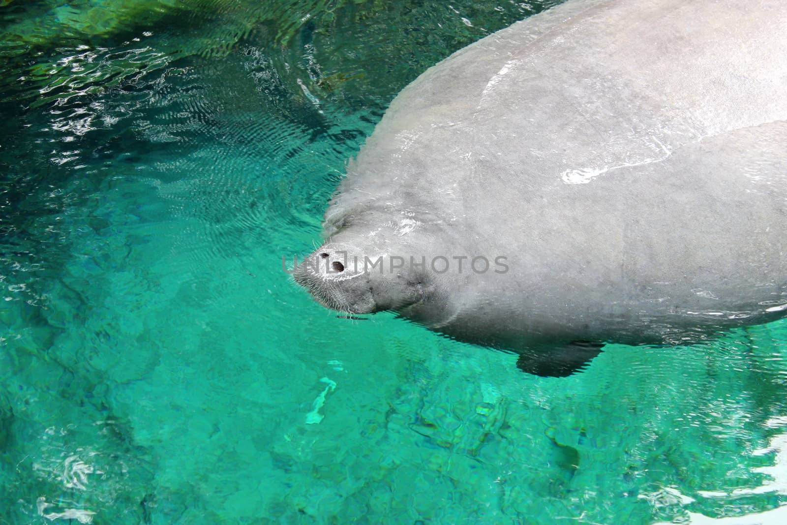 West Indian Manatee by abhbah05