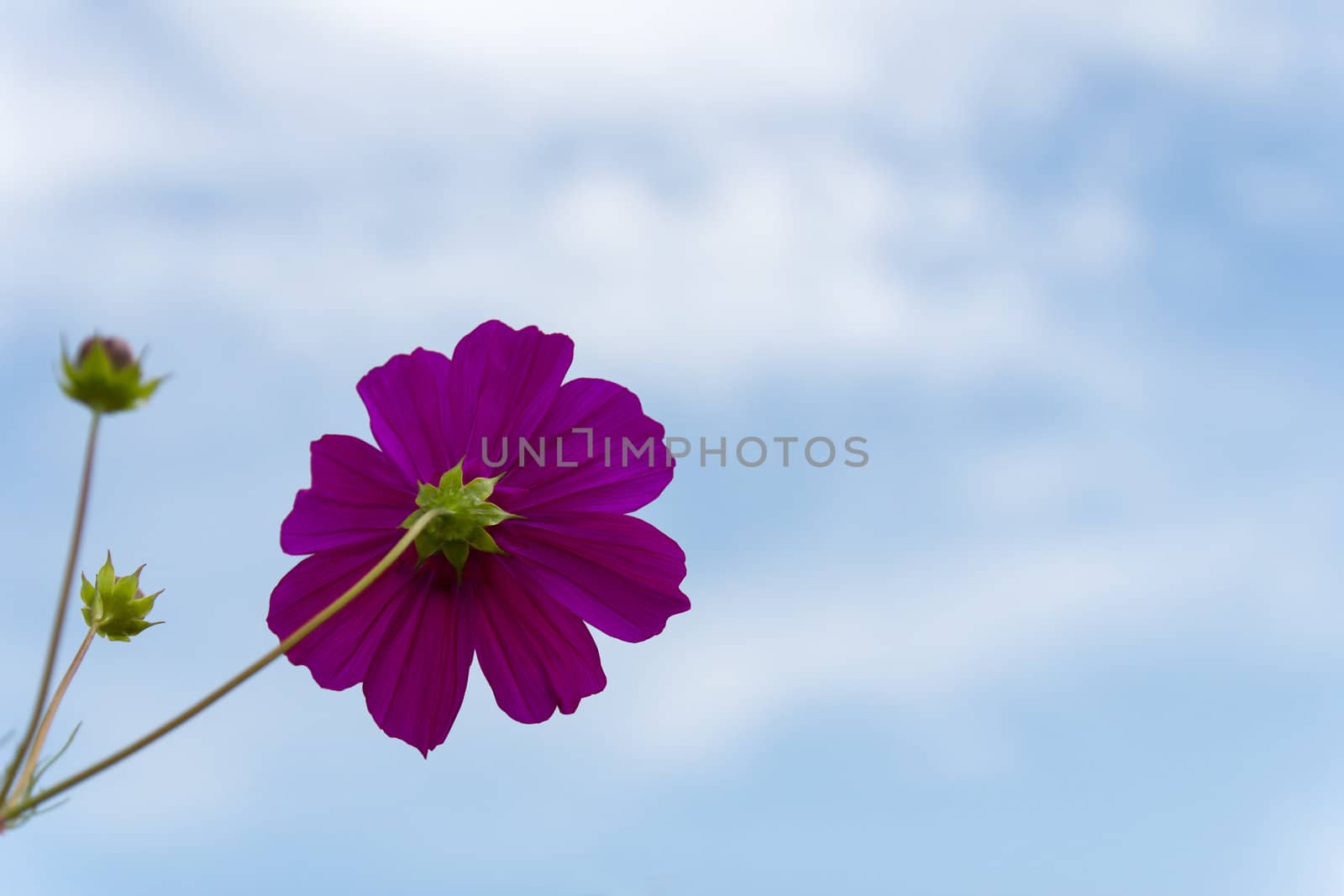 Purple Cosmos  flower family fompositae on blue sky background