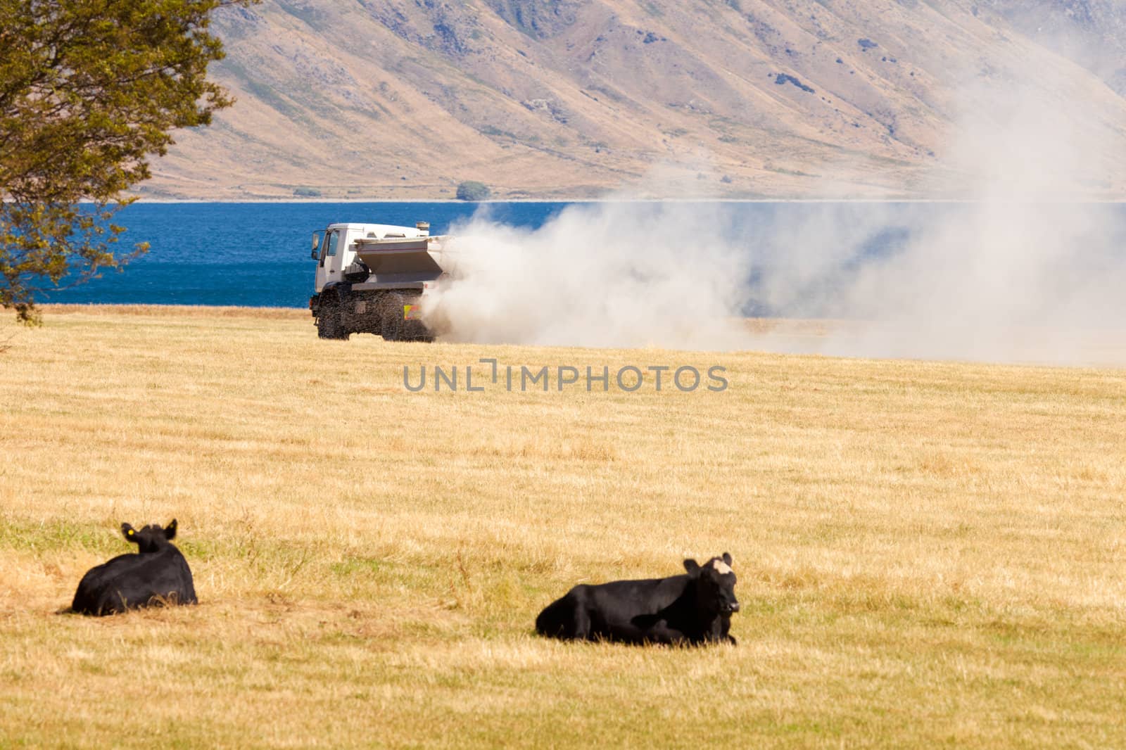Cows watching truck spreading fertilizer on pasture meadow creating an enormous white dust cloud of rock phosphate and potash