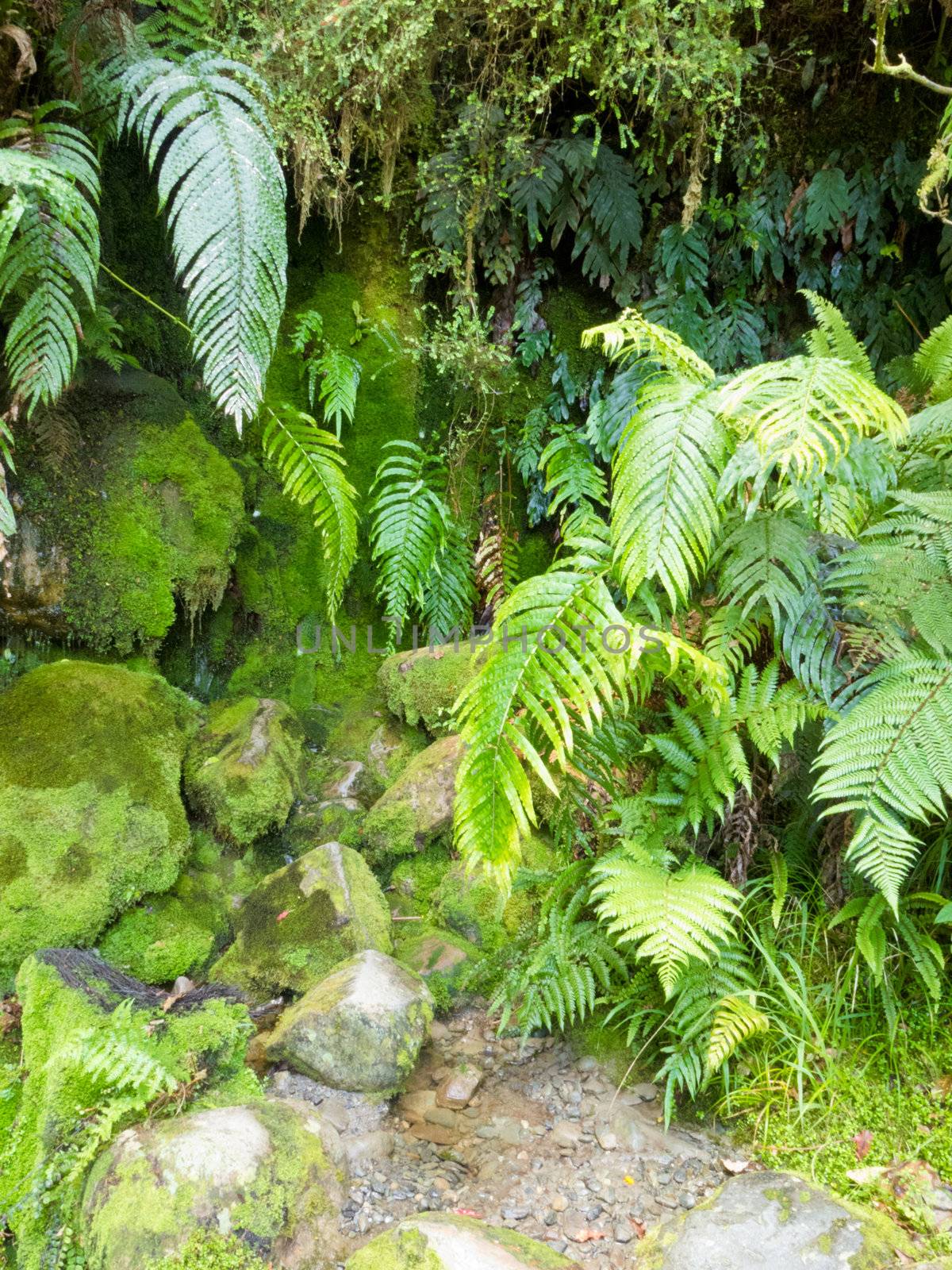 Environmental background of spore forming plants, damp green mossy rocks and lush ferns growing at the base of a shady cliff