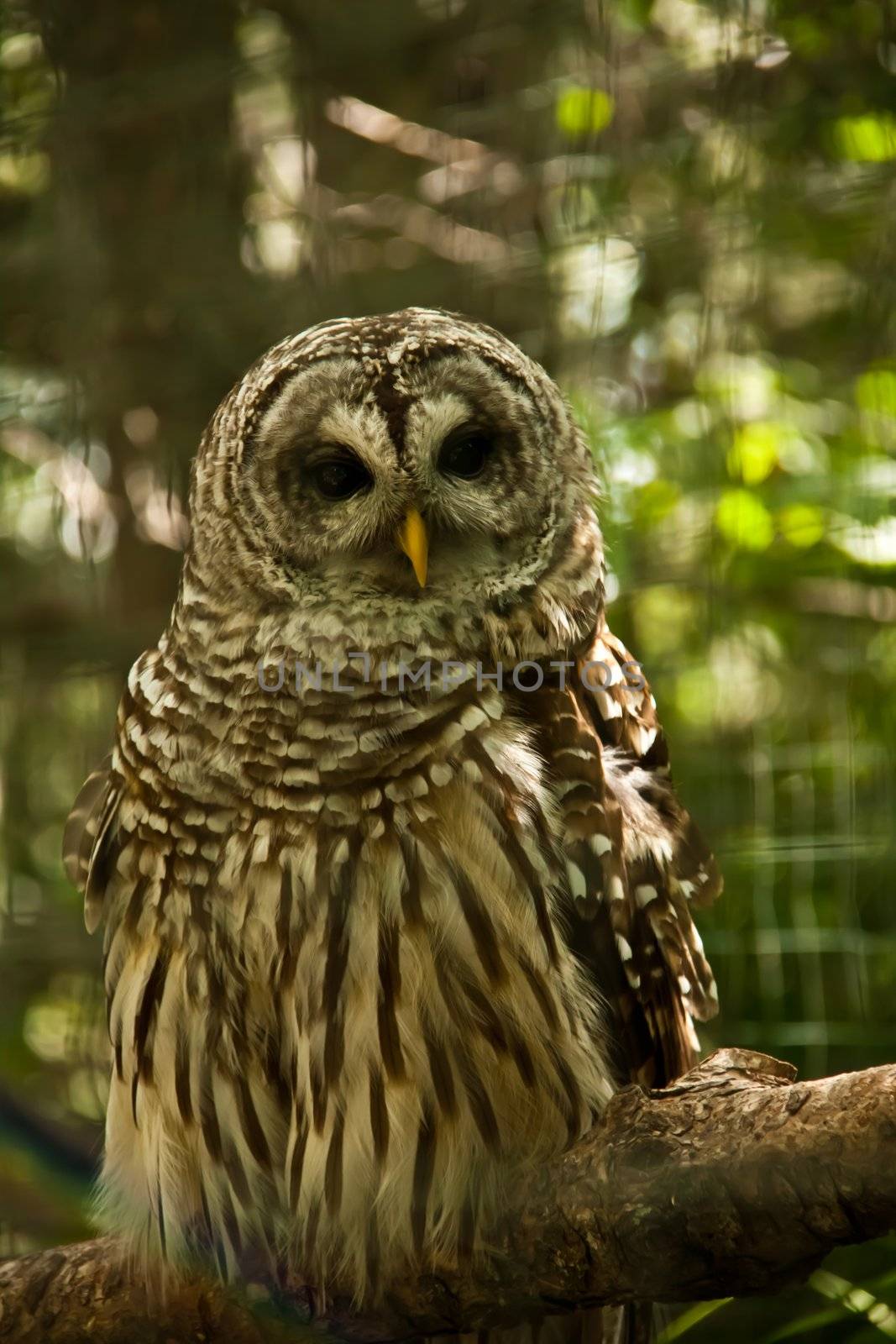a Barred owl perched on a branch, staring.