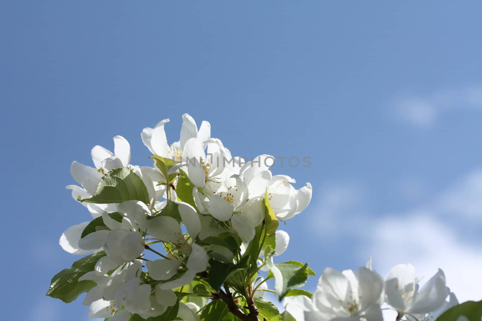 Apple Blossoms on a branch against a blue sky