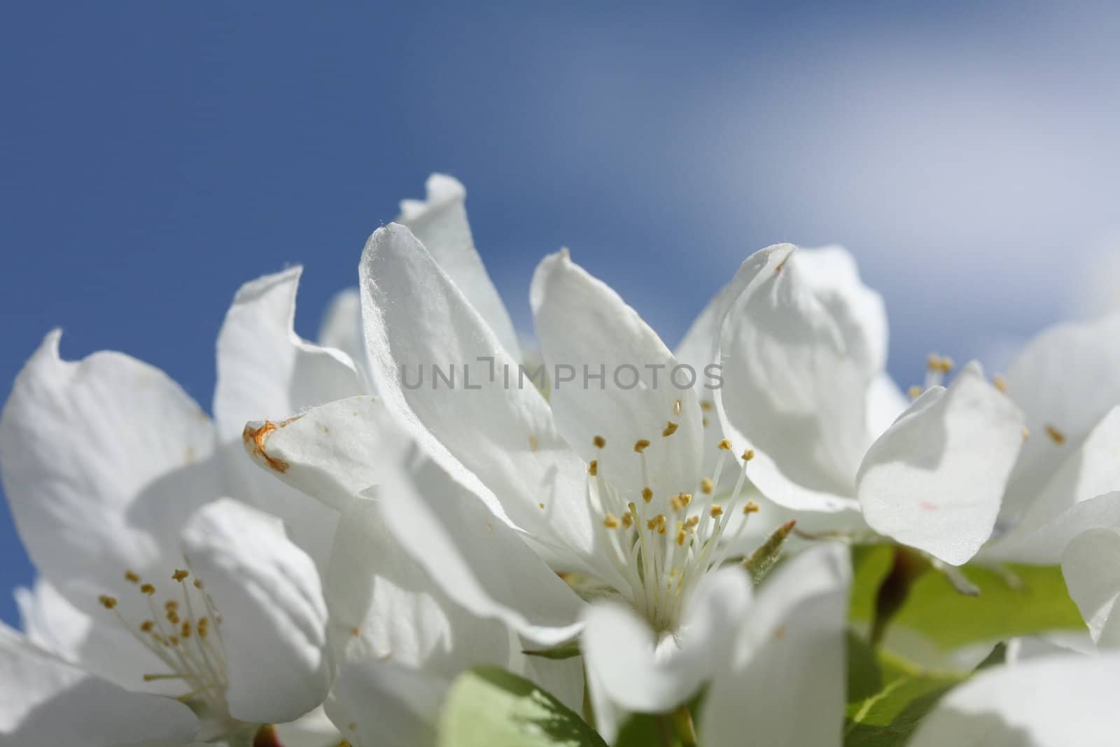 a close up view of apple blossoms against a blue sky
