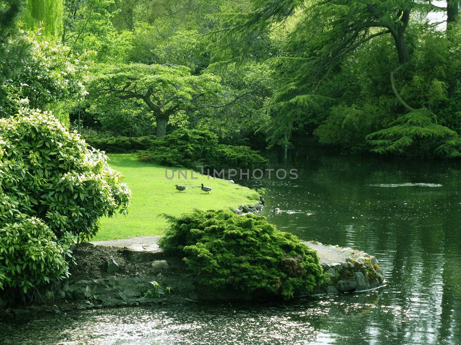 A lush green park with trees and a pond