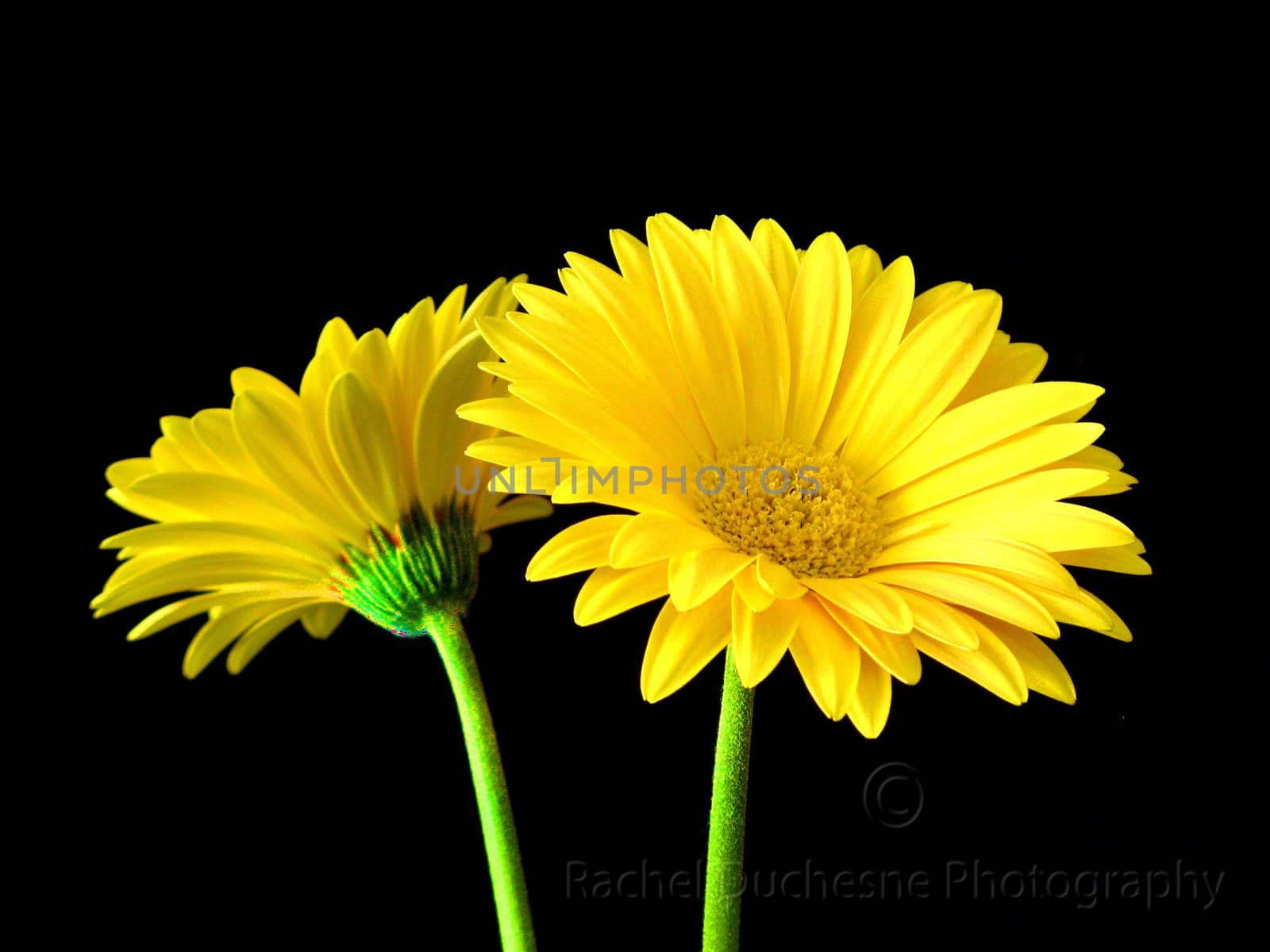 bright yellow gerber daisies isolated on a black background