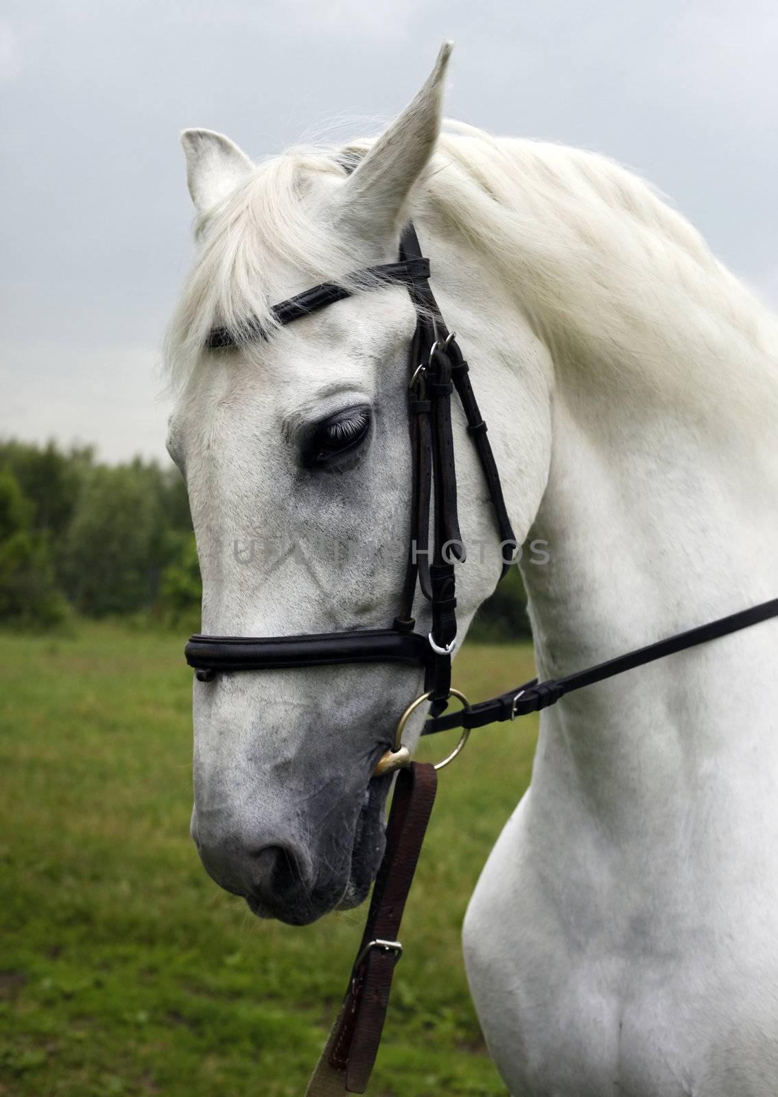 Portrait of a white horse outdoor