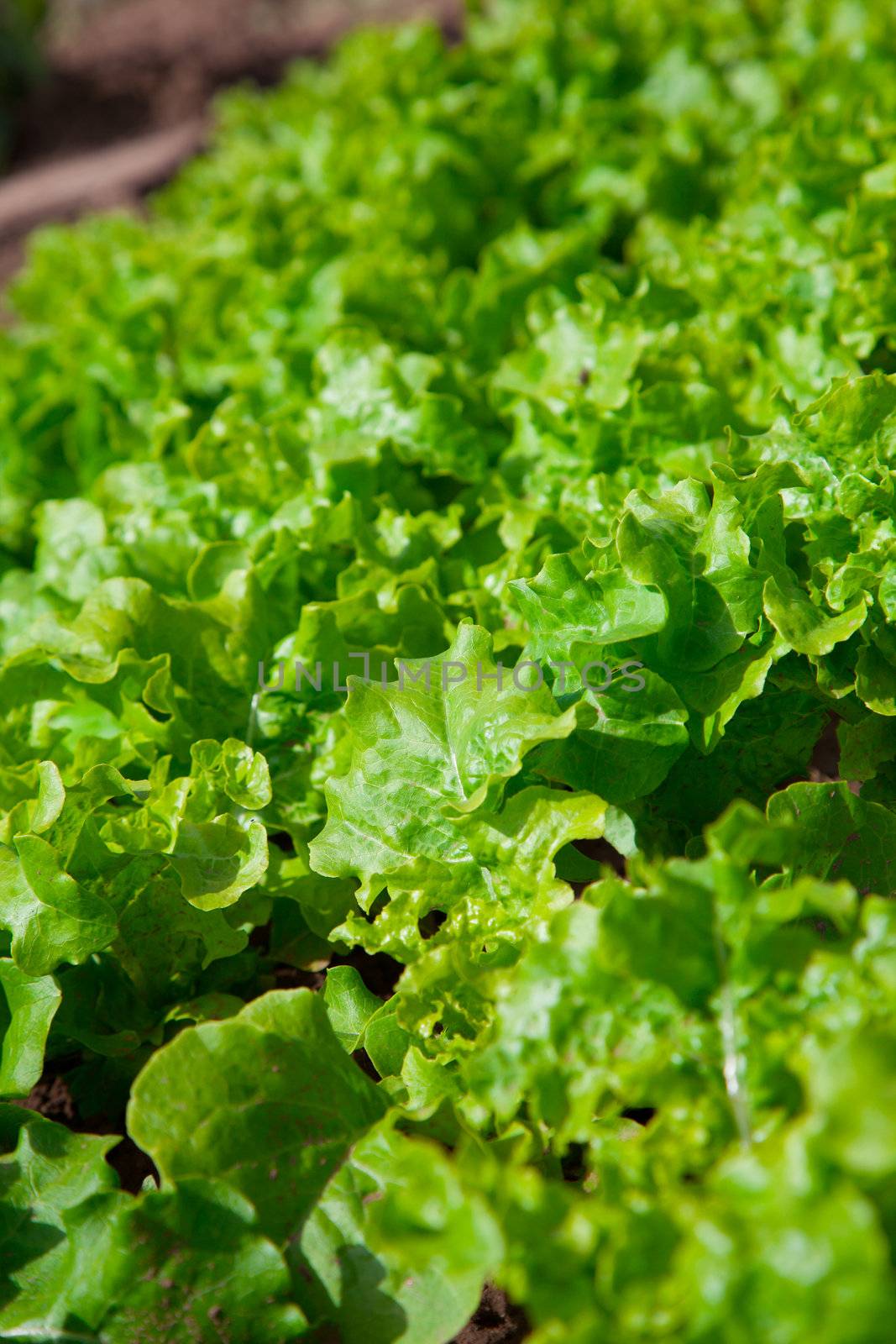 Lettuce seedlings in a vegetable garden