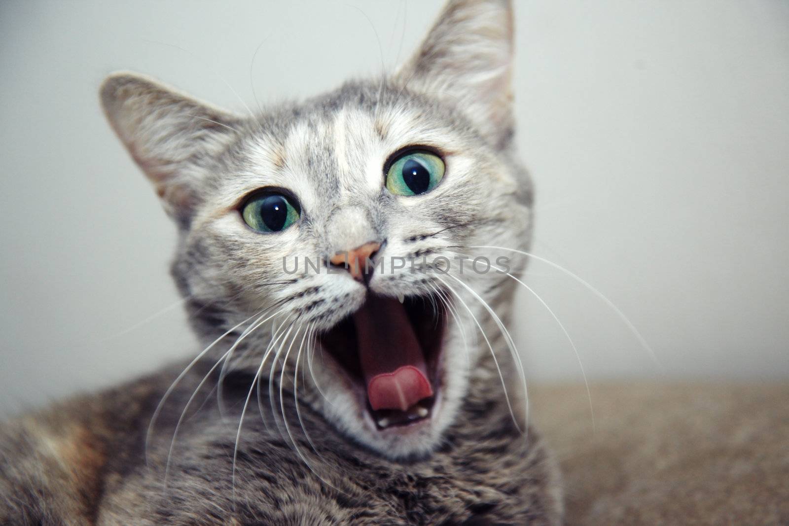 Portraif of the young cat with open mouth. Shallow depth of field for natural view