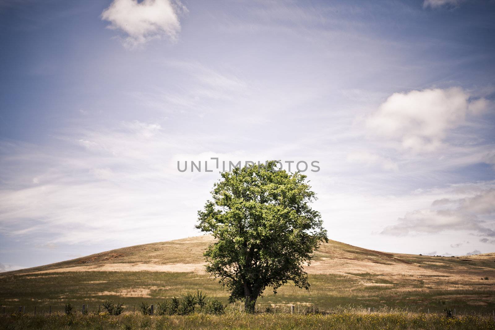 Scenic landscape with a solitary green tree in the missle of a wild field