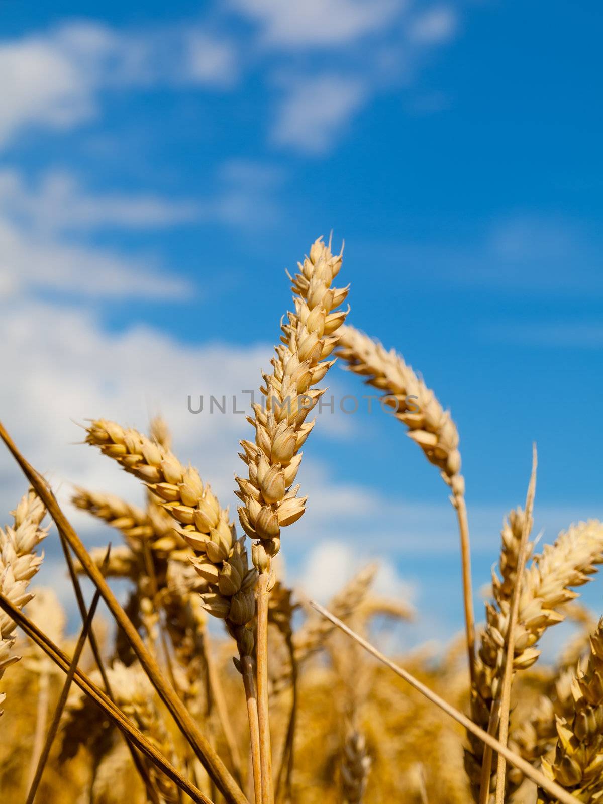 wheat field by motorolka