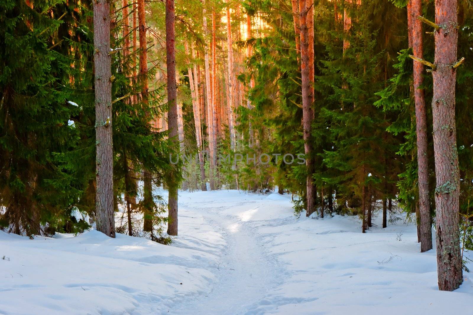 Snowy trail in the winter coniferous forest by kosmsos111