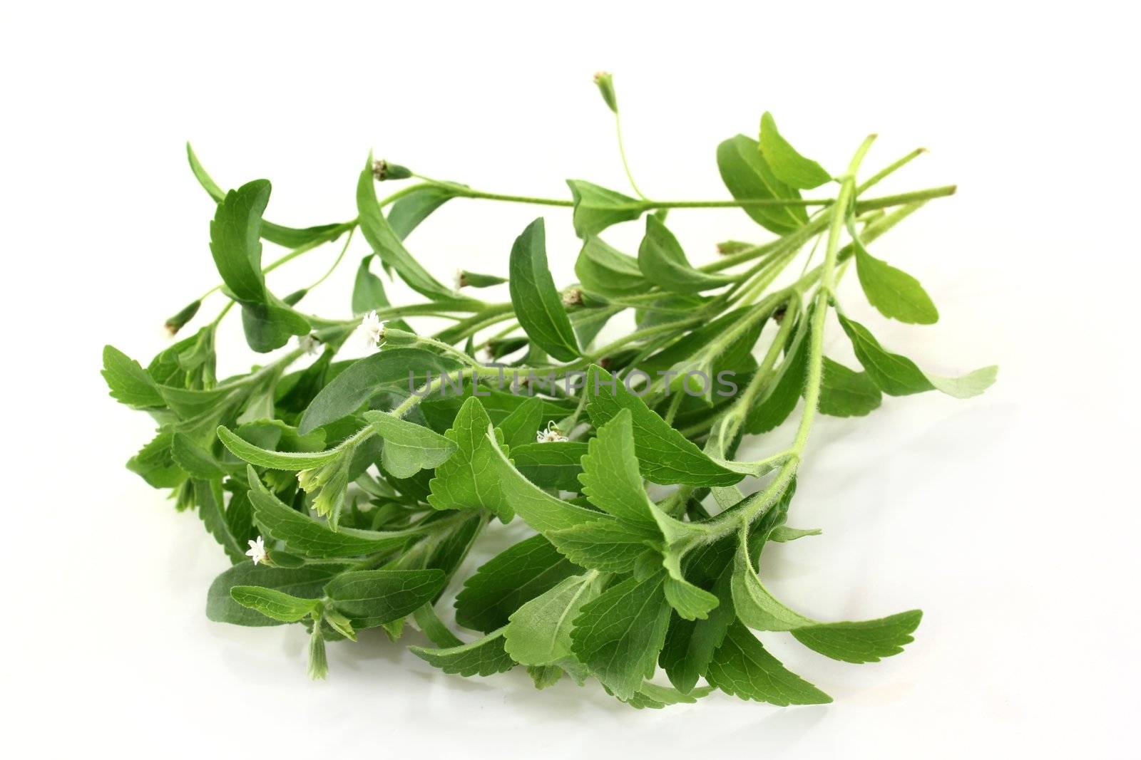 some Stevia stem on a white background