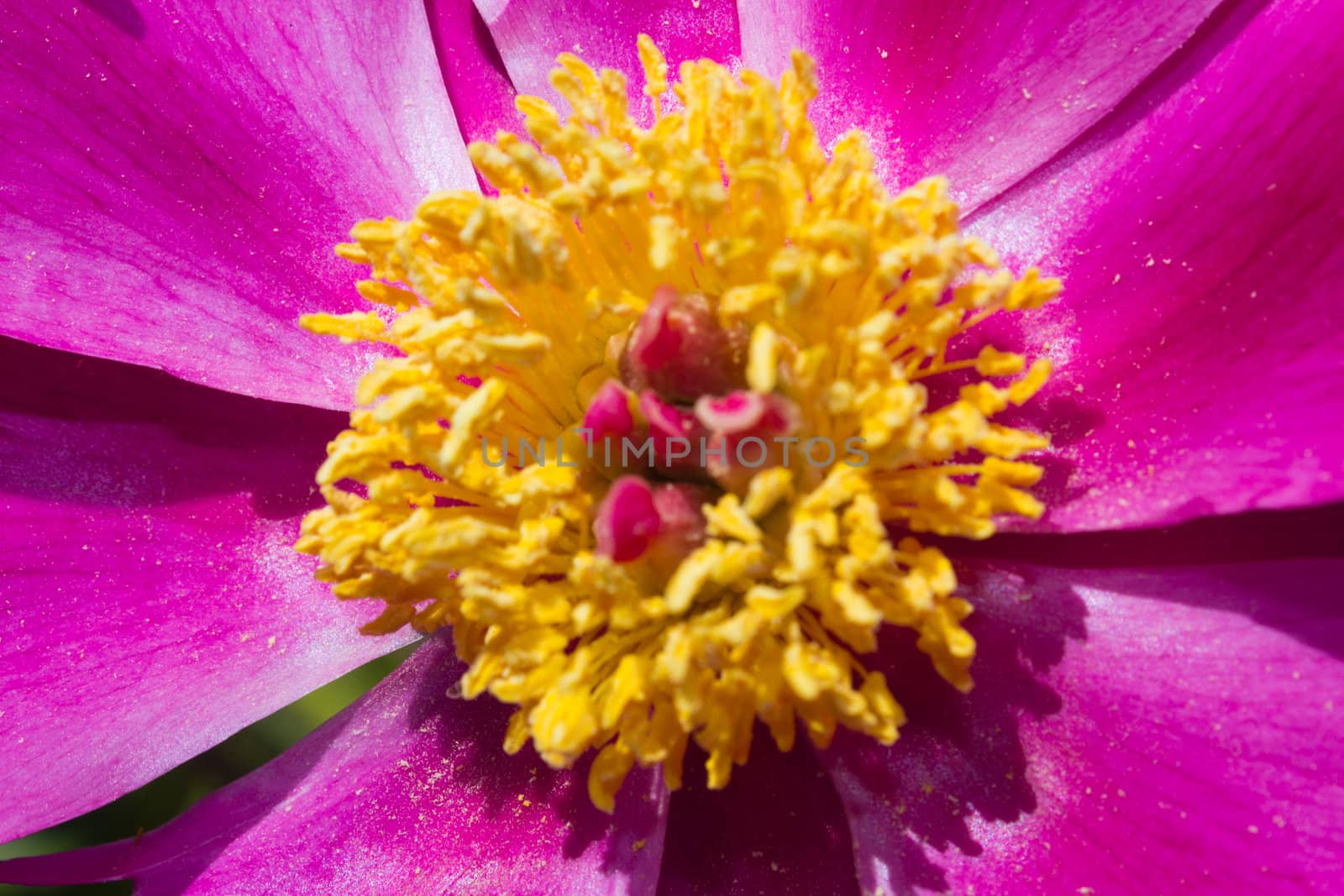 Close-up of an Imperial Red Flower (paeonia lactiflora) in a garden.