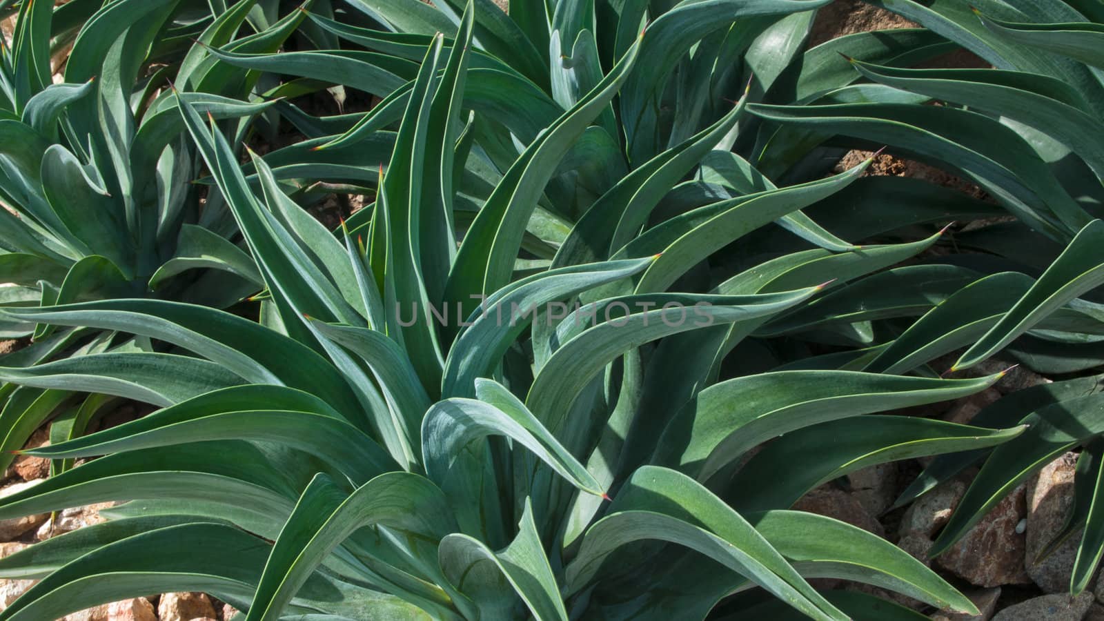 Abstract line of Green Agave by nuttakit