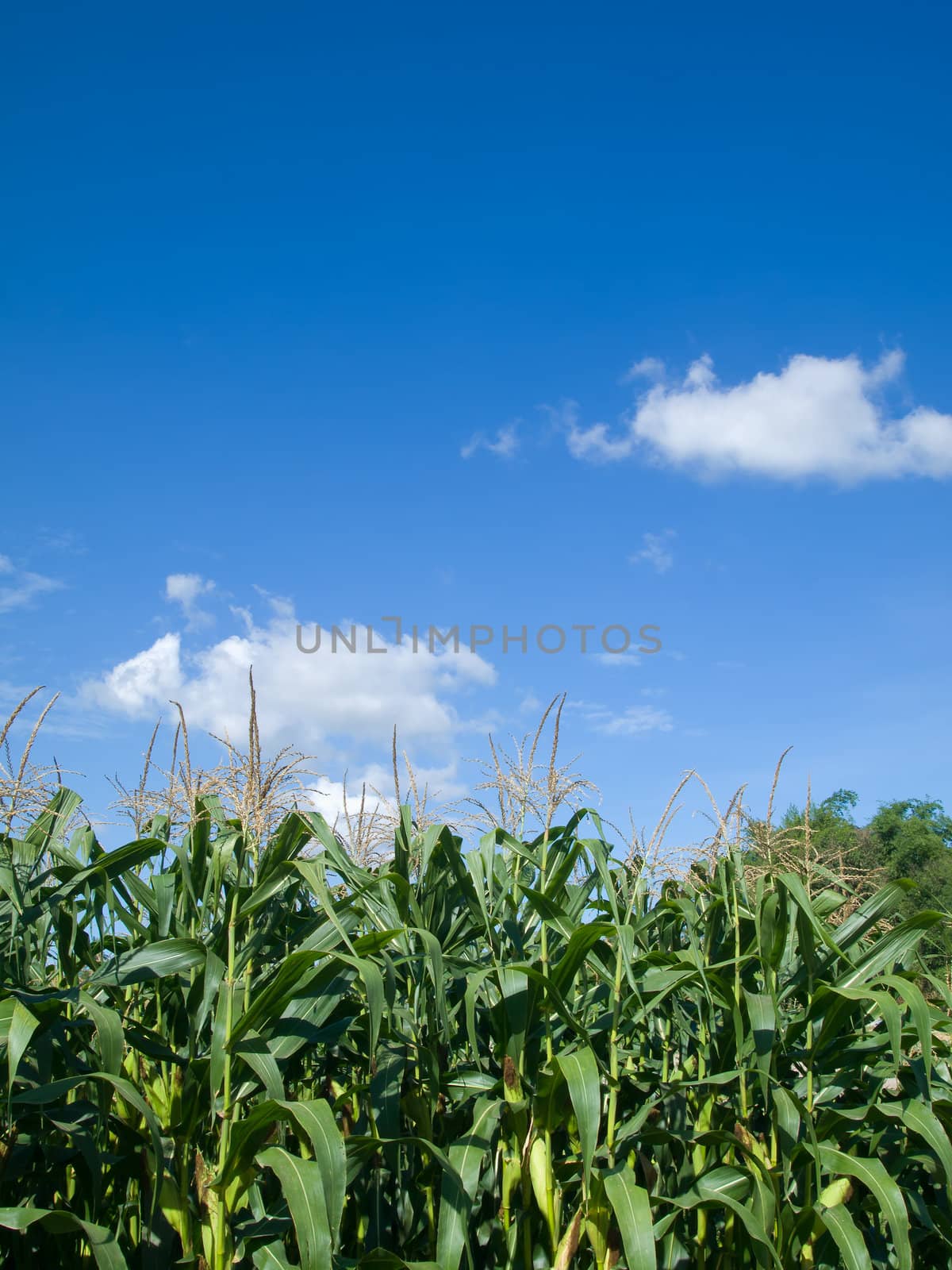 Corn tree green leaf and sky by nuttakit