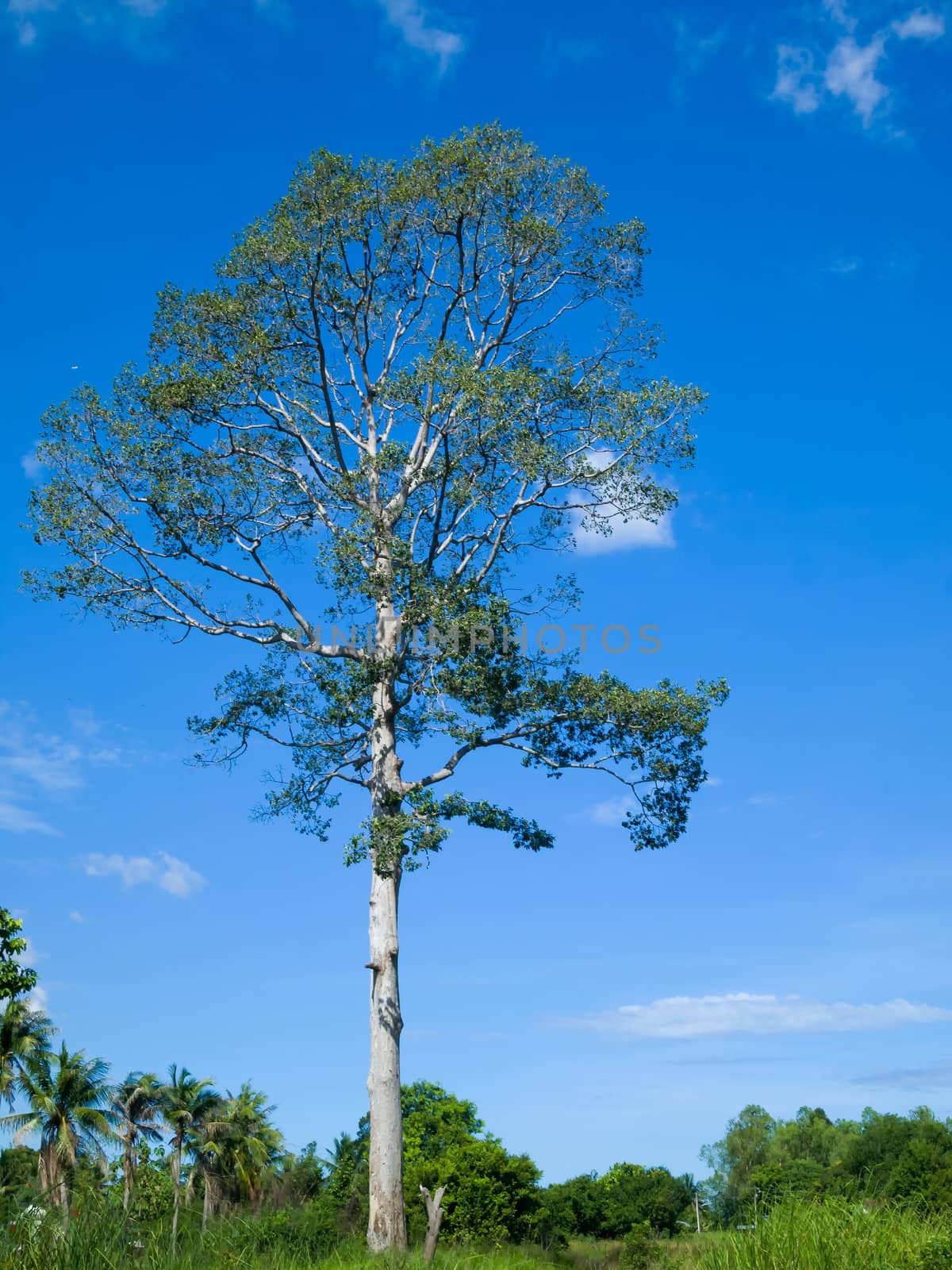 Large tree in the forest and the bright sky