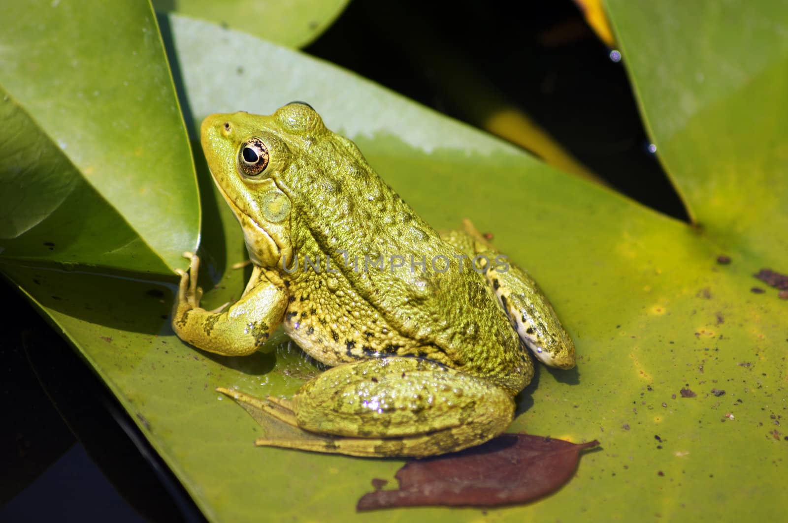 Green frog on the lotus leave in the lake