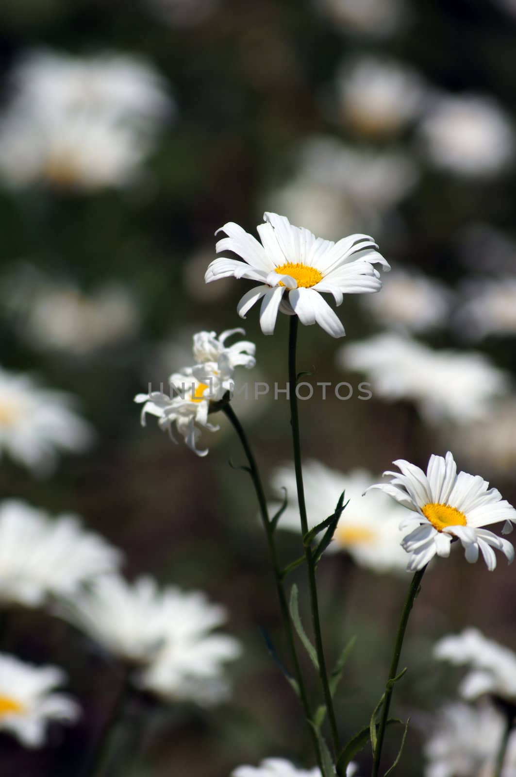 White daisies in the wild field by Elet