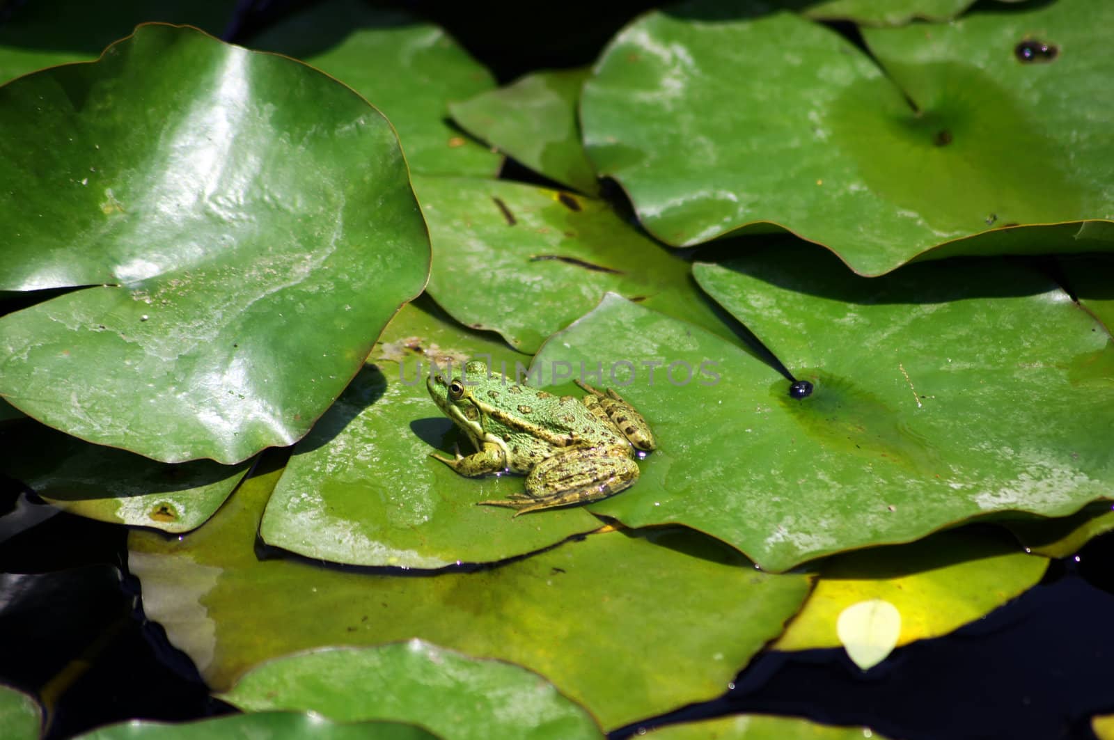 Green frog on the lotus leave in the lake