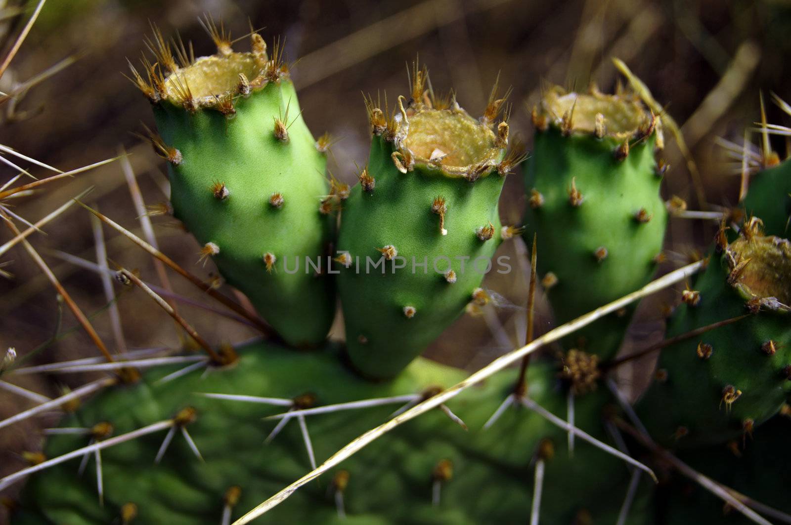 Prickly pair on Opuntia cactus by Elet