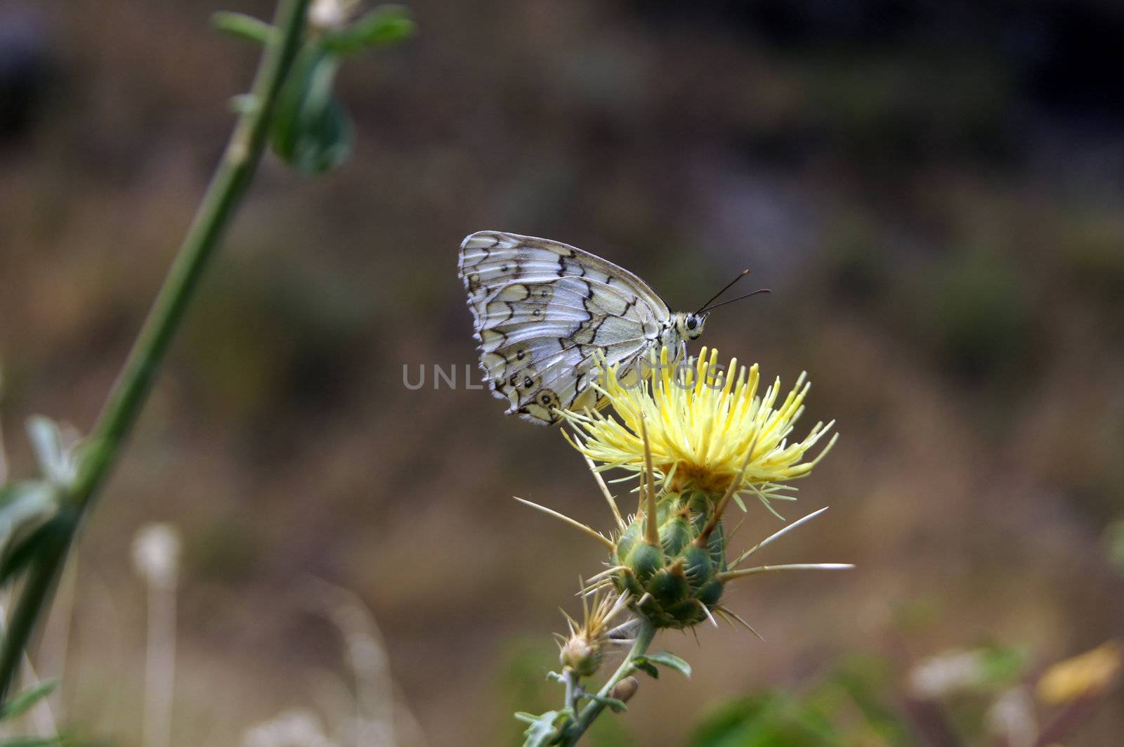 a marbled white butterfly melanargia galathea feeding on a creeping thistle flower by Elet