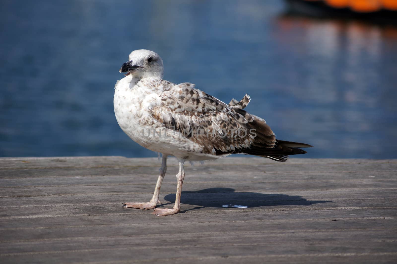 Seagull bird on the pier by Elet