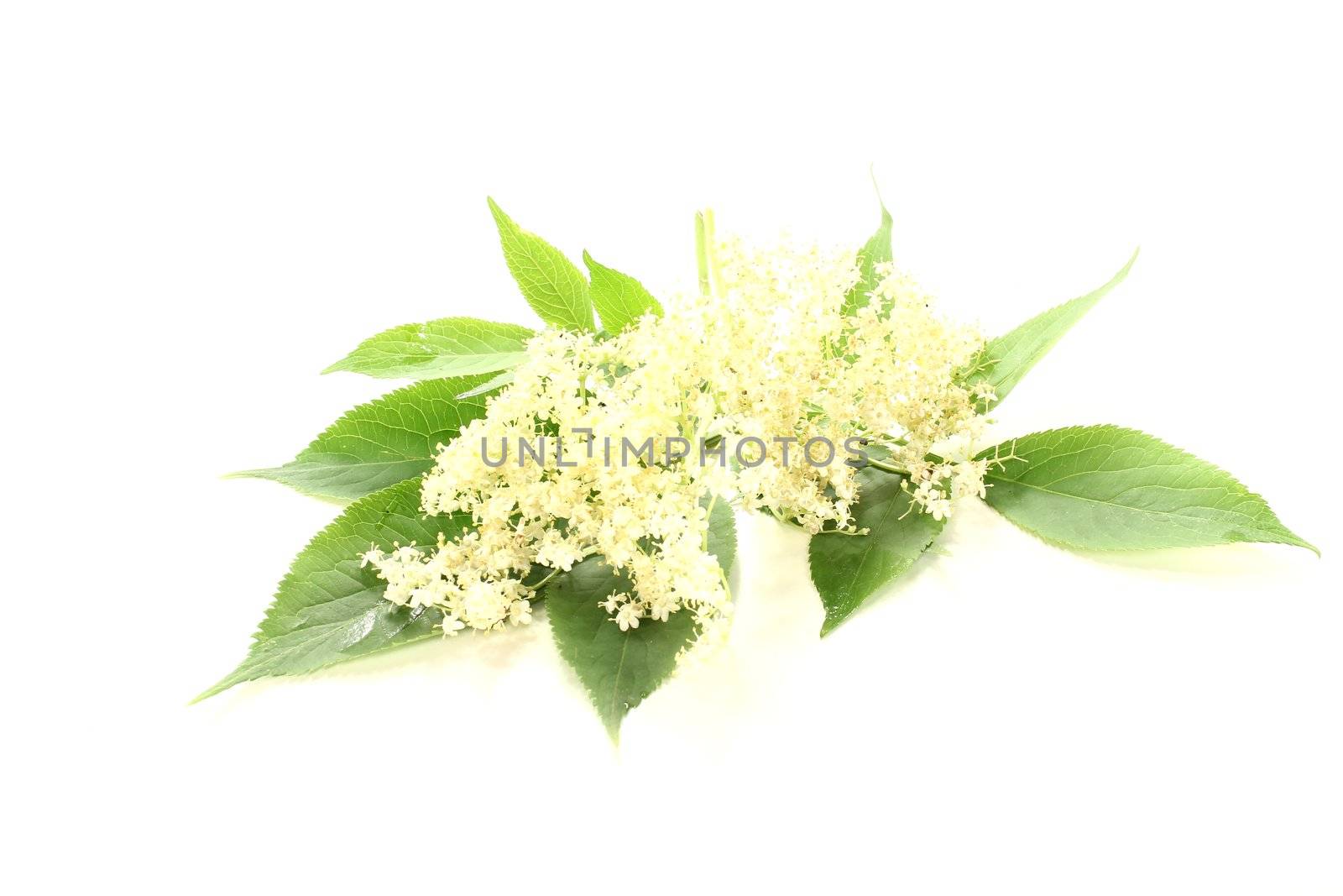 fresh white elderflowers with leaves against a bright background