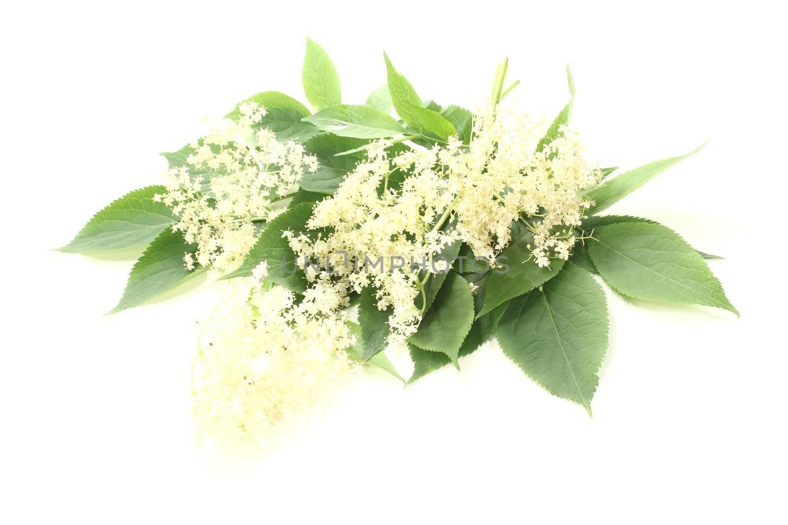 fresh elderflowers with green leaves against a bright background