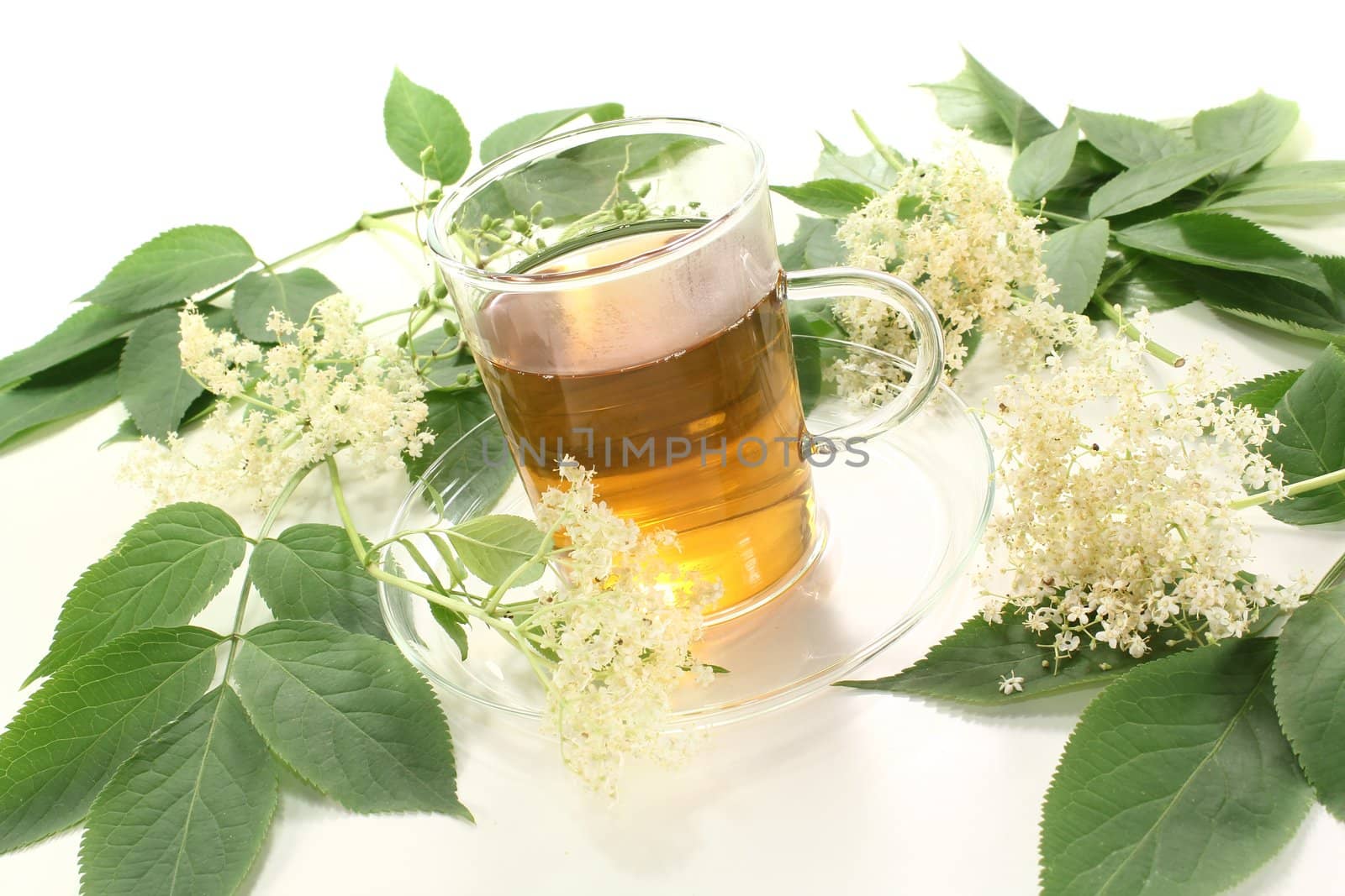 hot elderflower tea with elder flowers and leaves