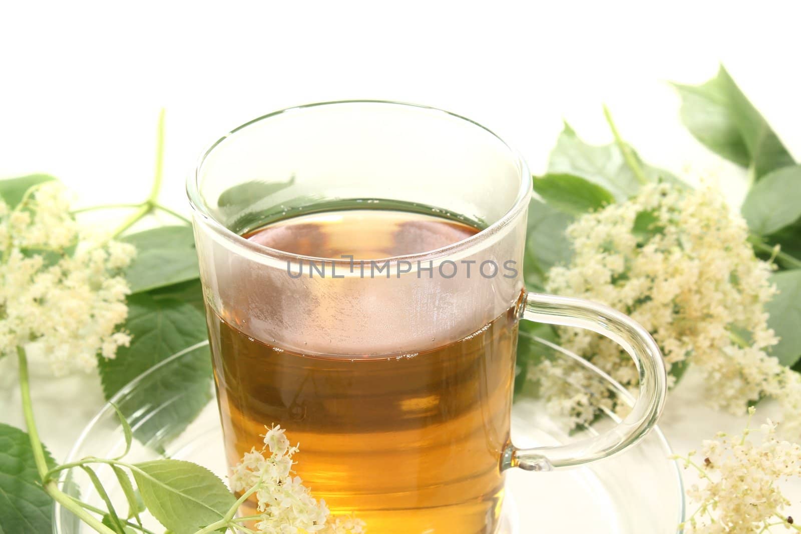 fresh elderflower tea with elder flowers and leaves