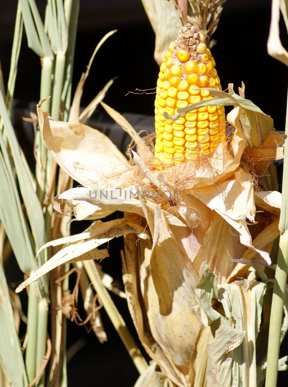 Closeup of autumn vegetables and fruits