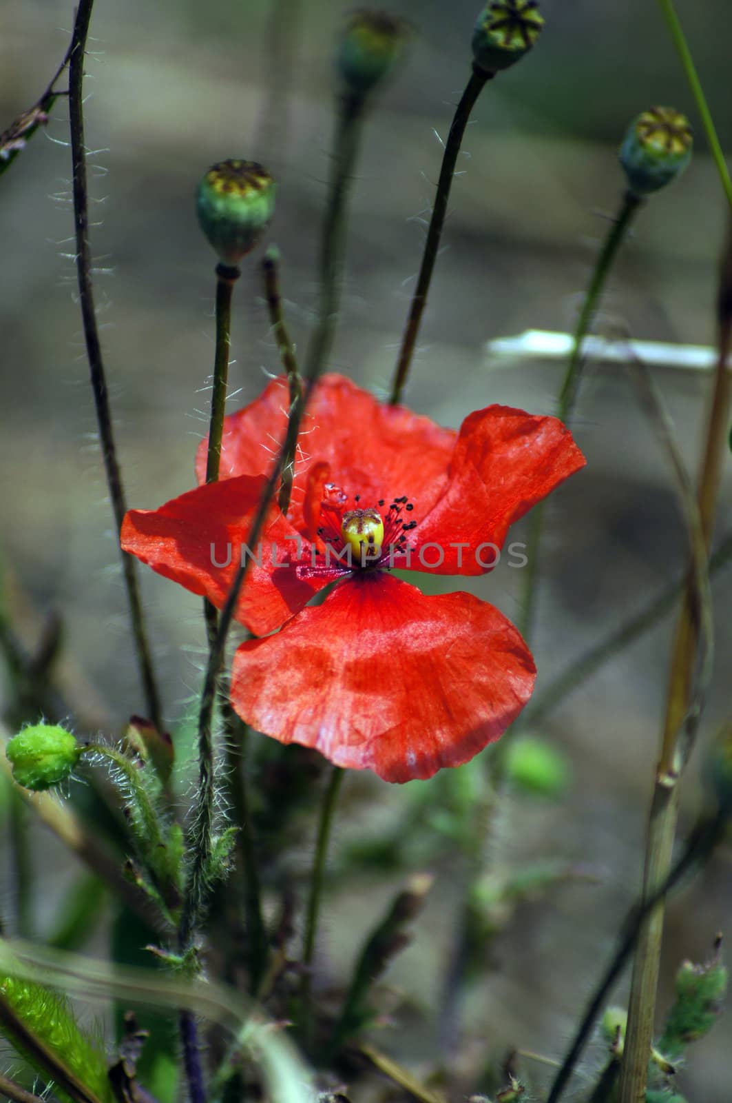 close up of red poppy flower in the field