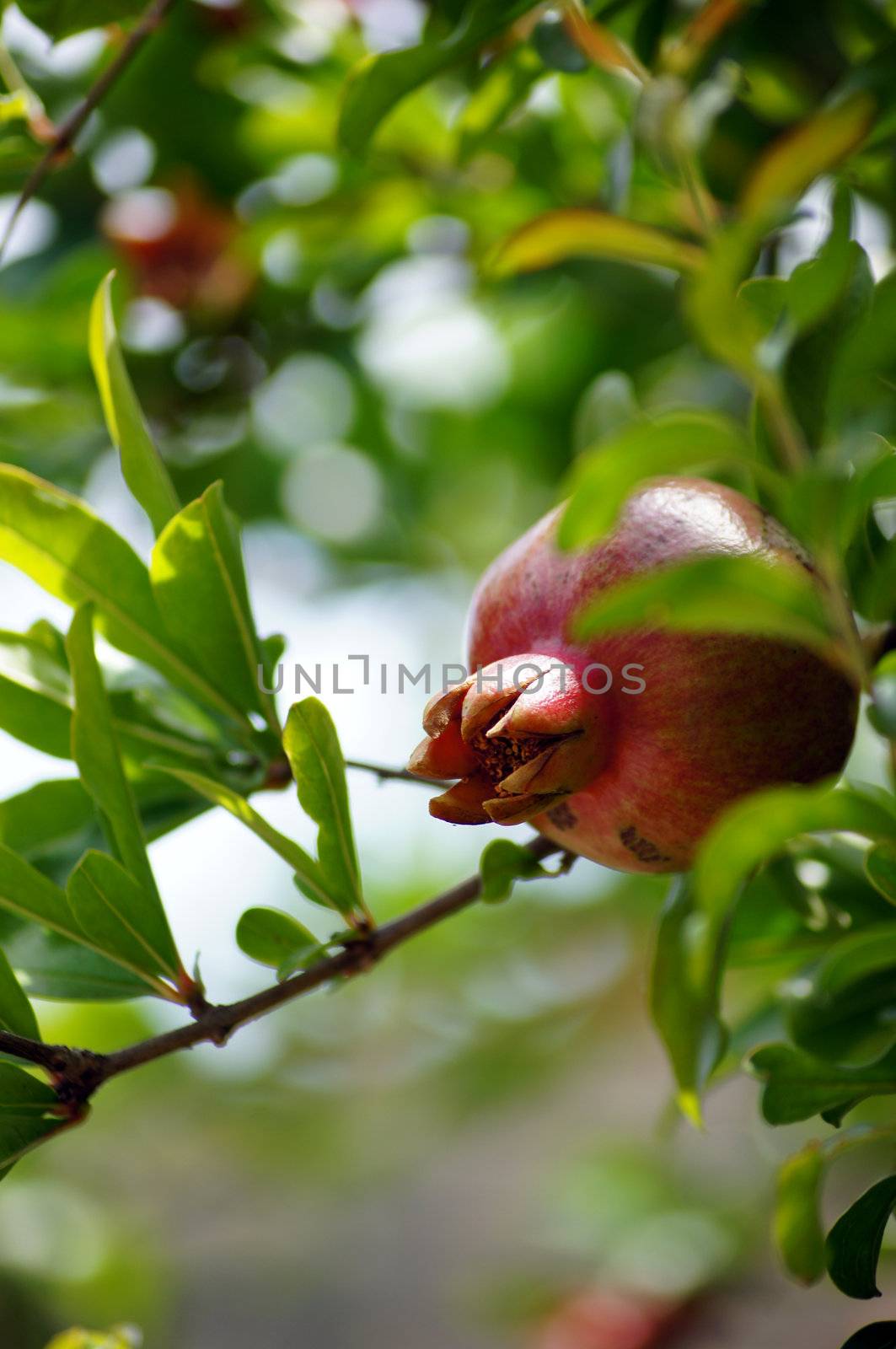 closeup of fresh pomegranate fruits on a bush branch by Elet