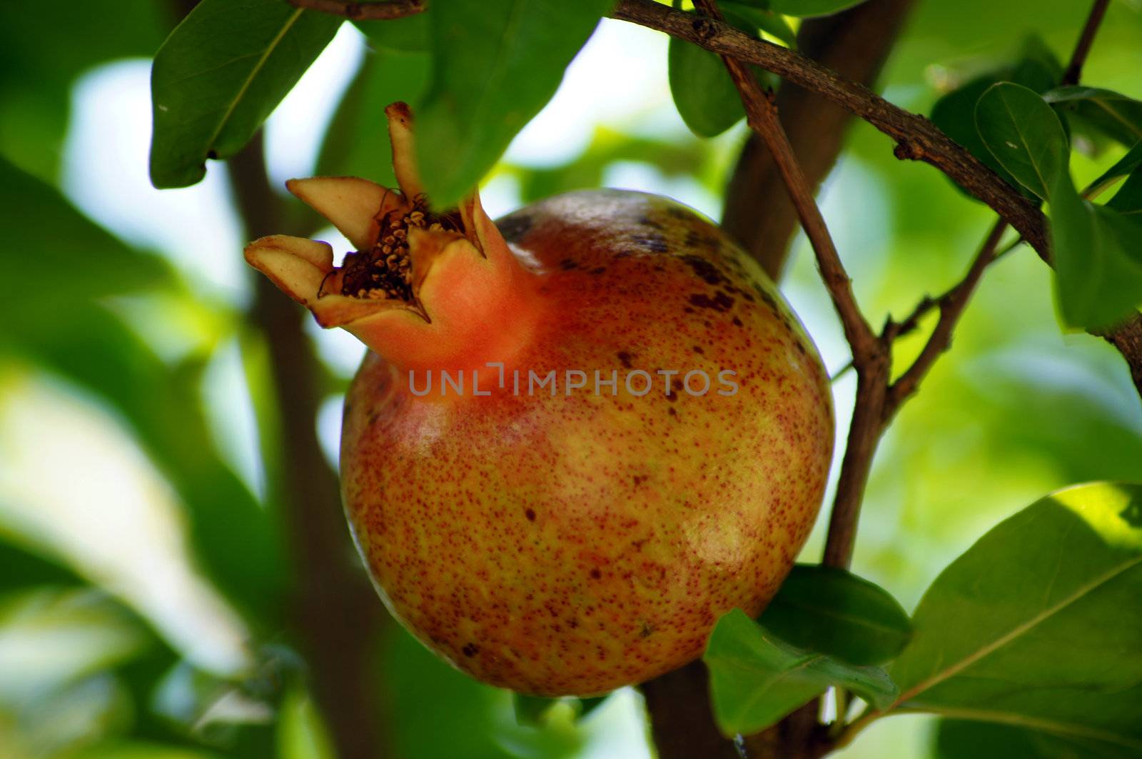 closeup of fresh pomegranate fruits on a bush branch