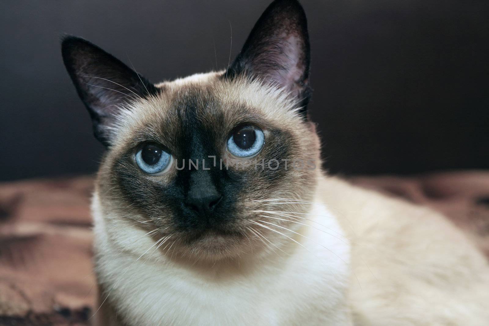 facial close up of cute blue-eyed siamese cat
