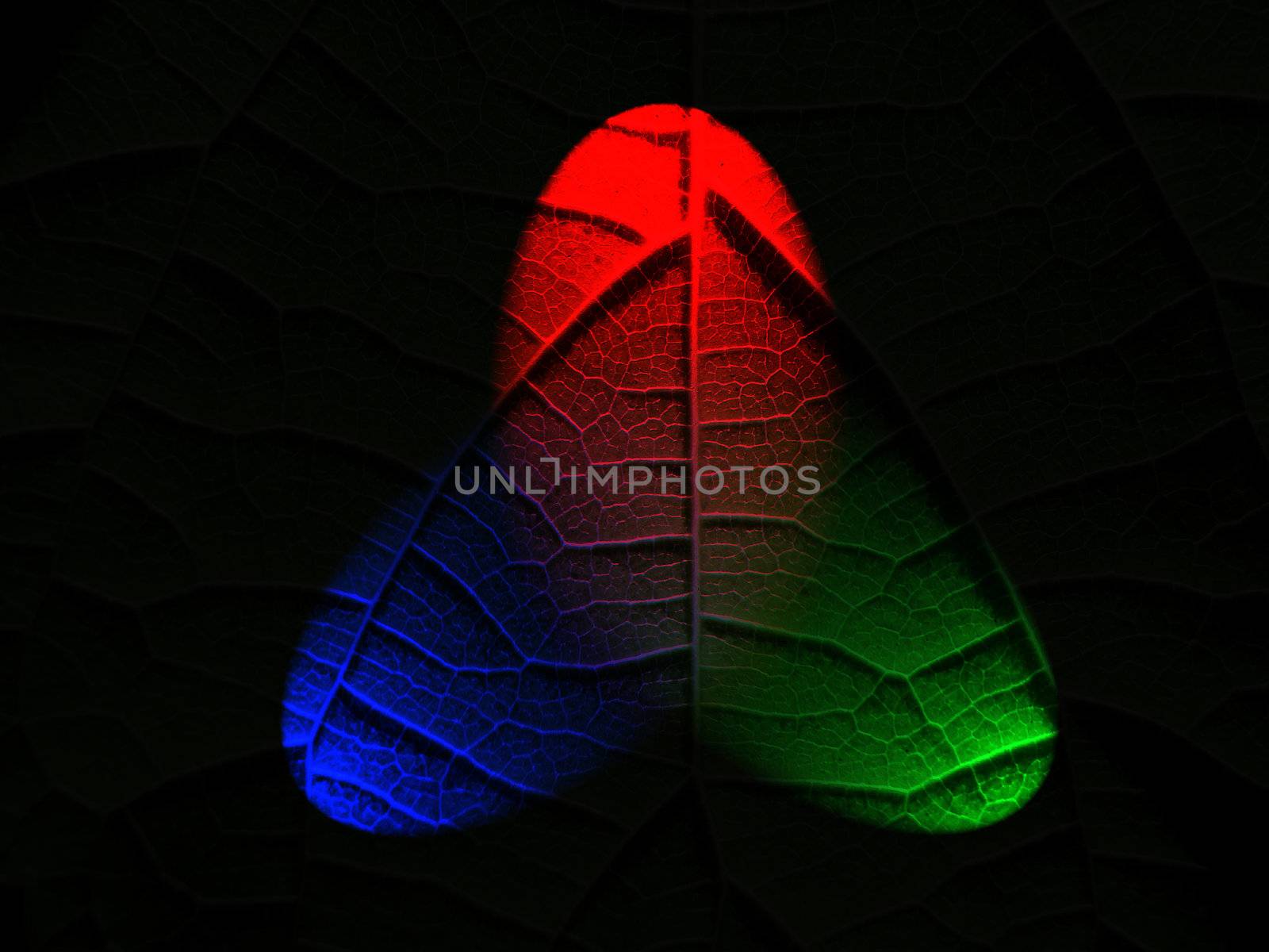 Three-color abstraction in the form of plant leaf texture on a dark background                               