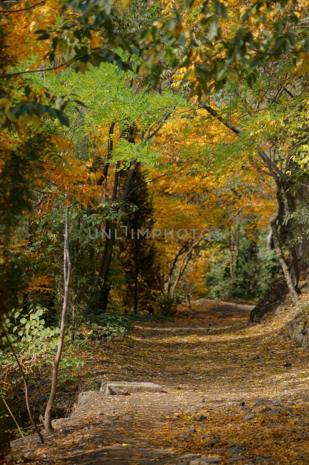 Autumn time: closeup of autumn leaves