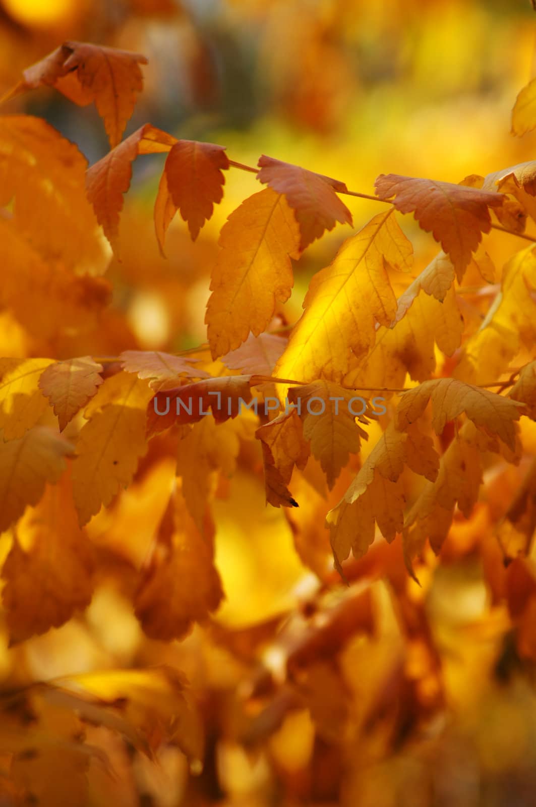 Autumn time; bright yellow leaves on the tree branch