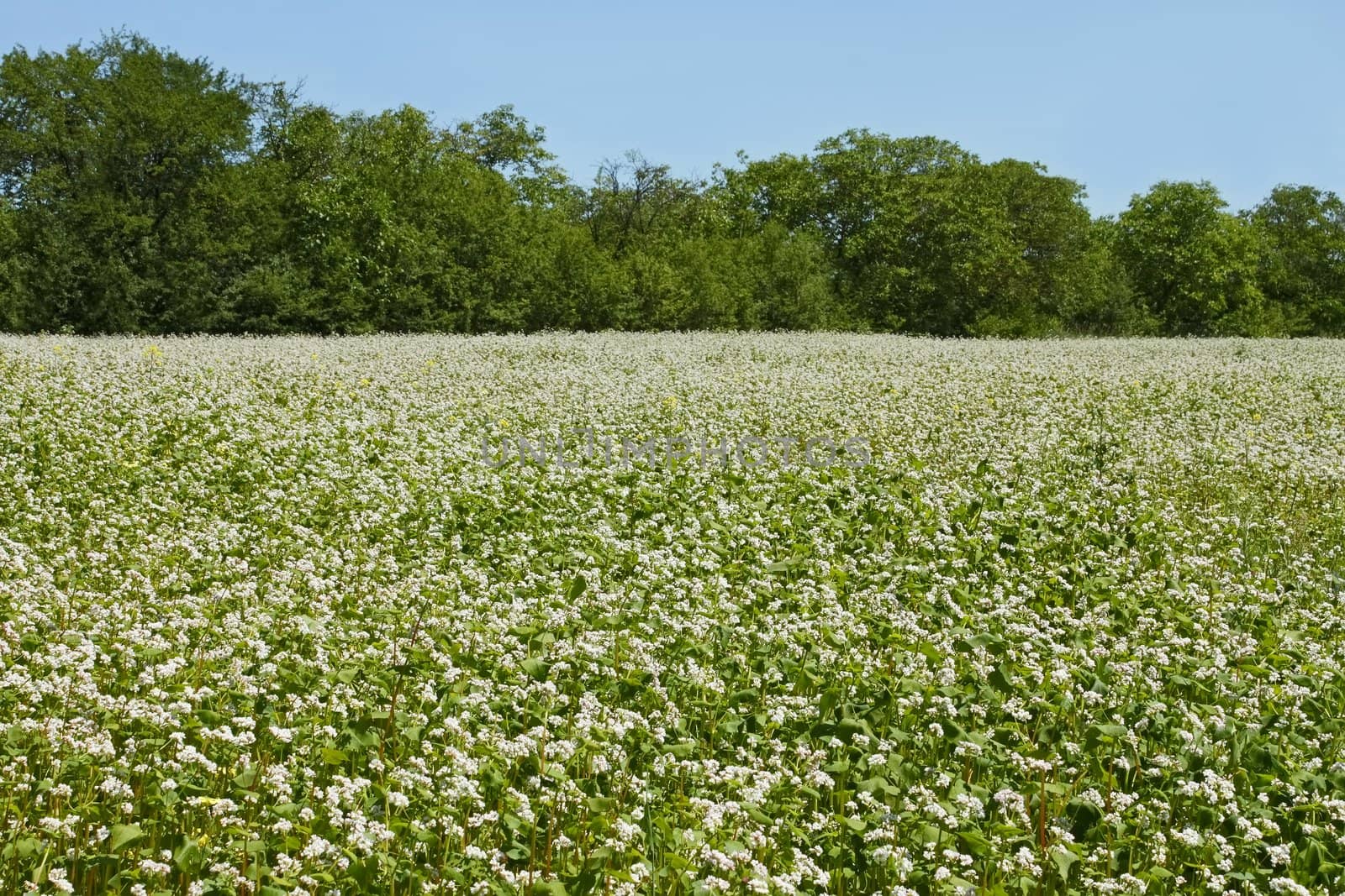 Edge of flowering buckwheat field near trees. A lot of buckwheat plants