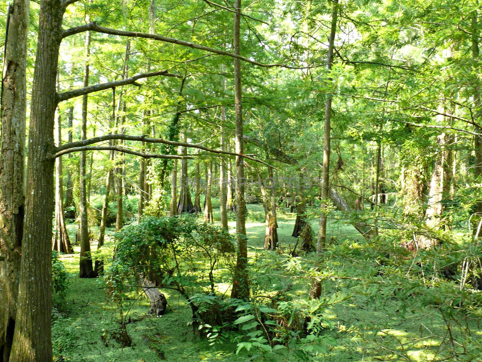 Swamps at Anahuac wildlife reserve show cypress trees 