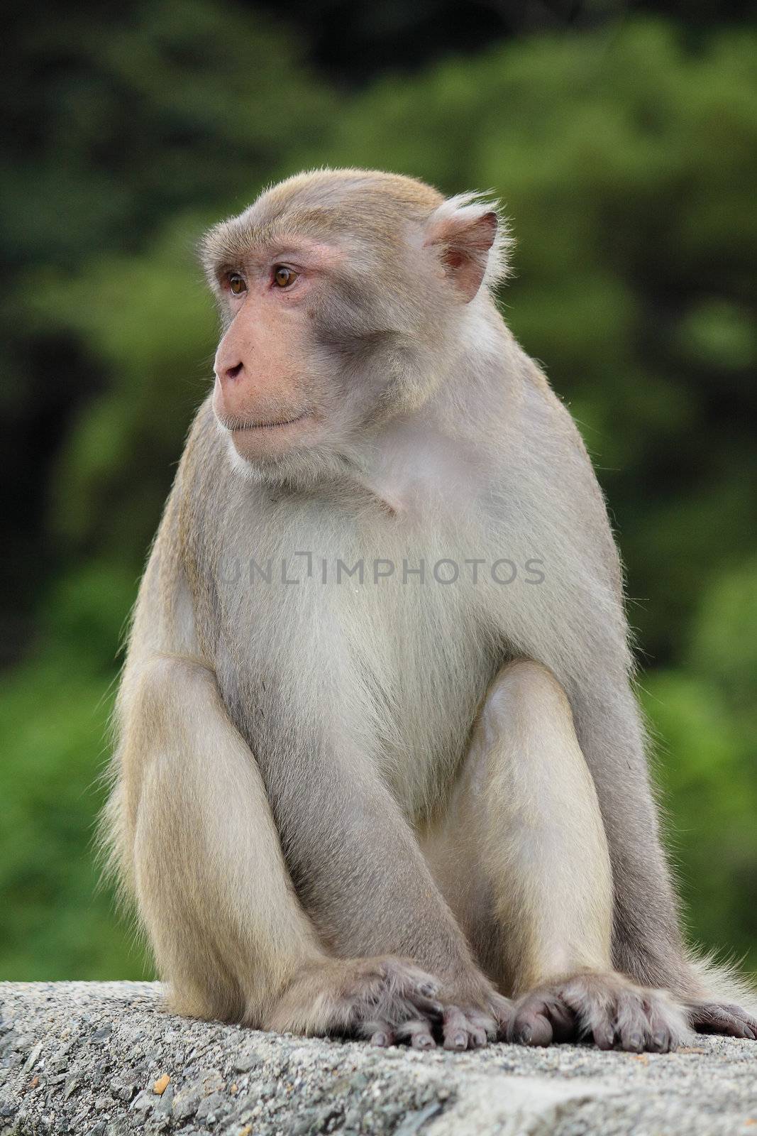 Close-up of a Common Squirrel Monkey by cozyta