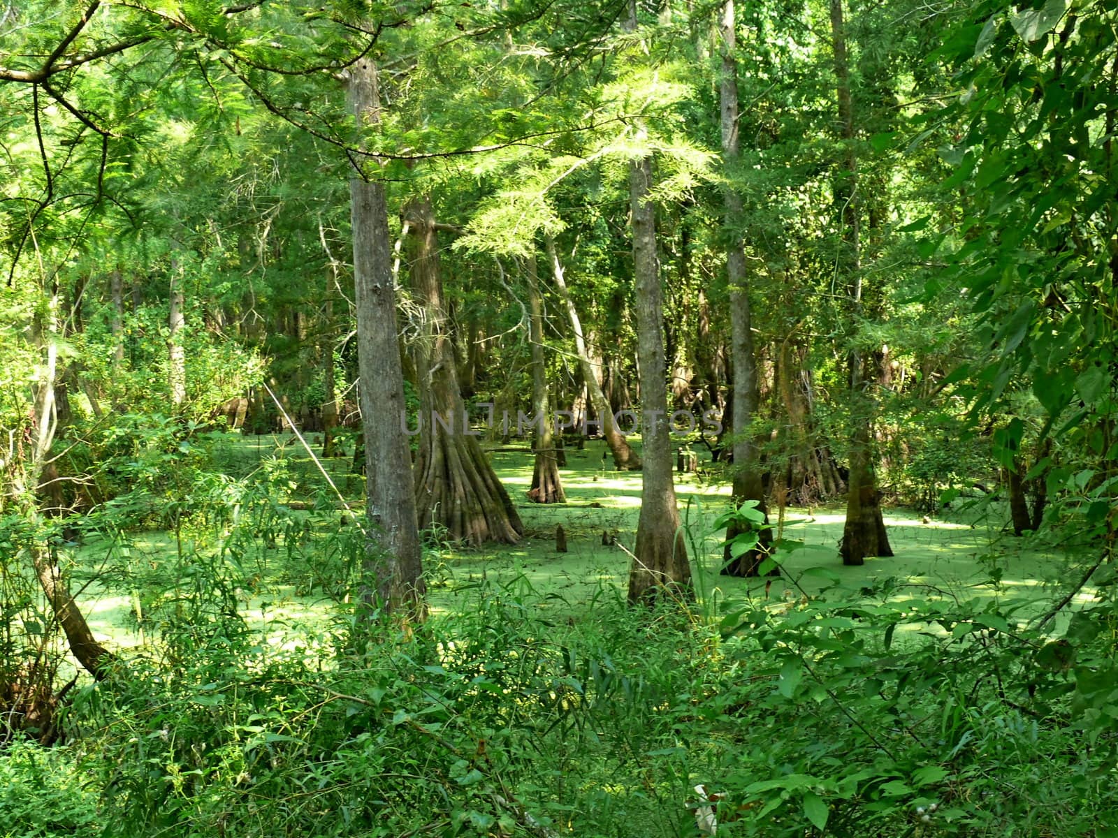 Algae and pollen from the cypress trees form on the floor of the swamps