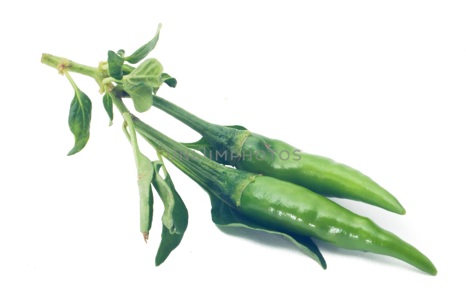 green chili on white background