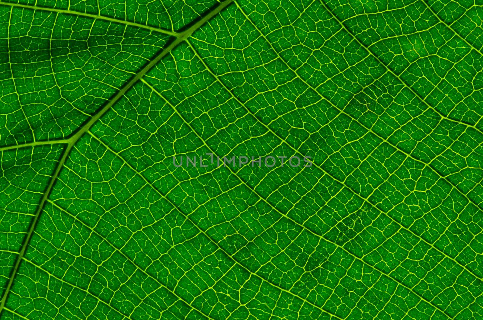 green leaf texture as background by heinteh