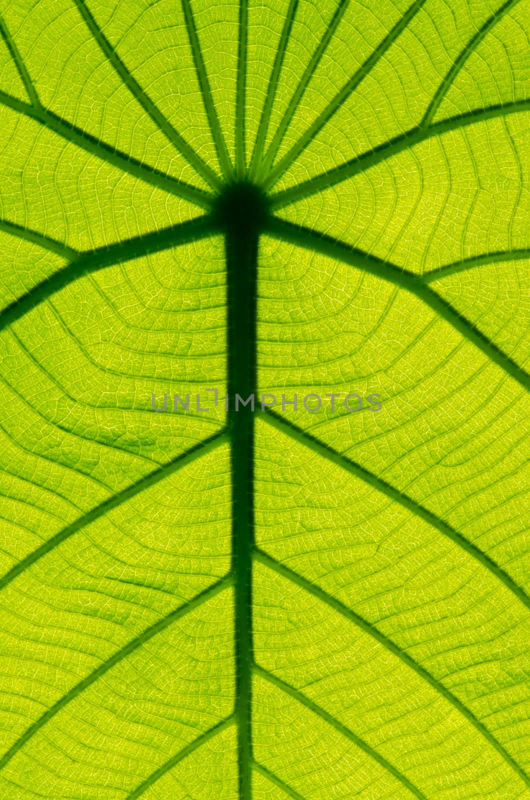 green leaf texture as background by heinteh