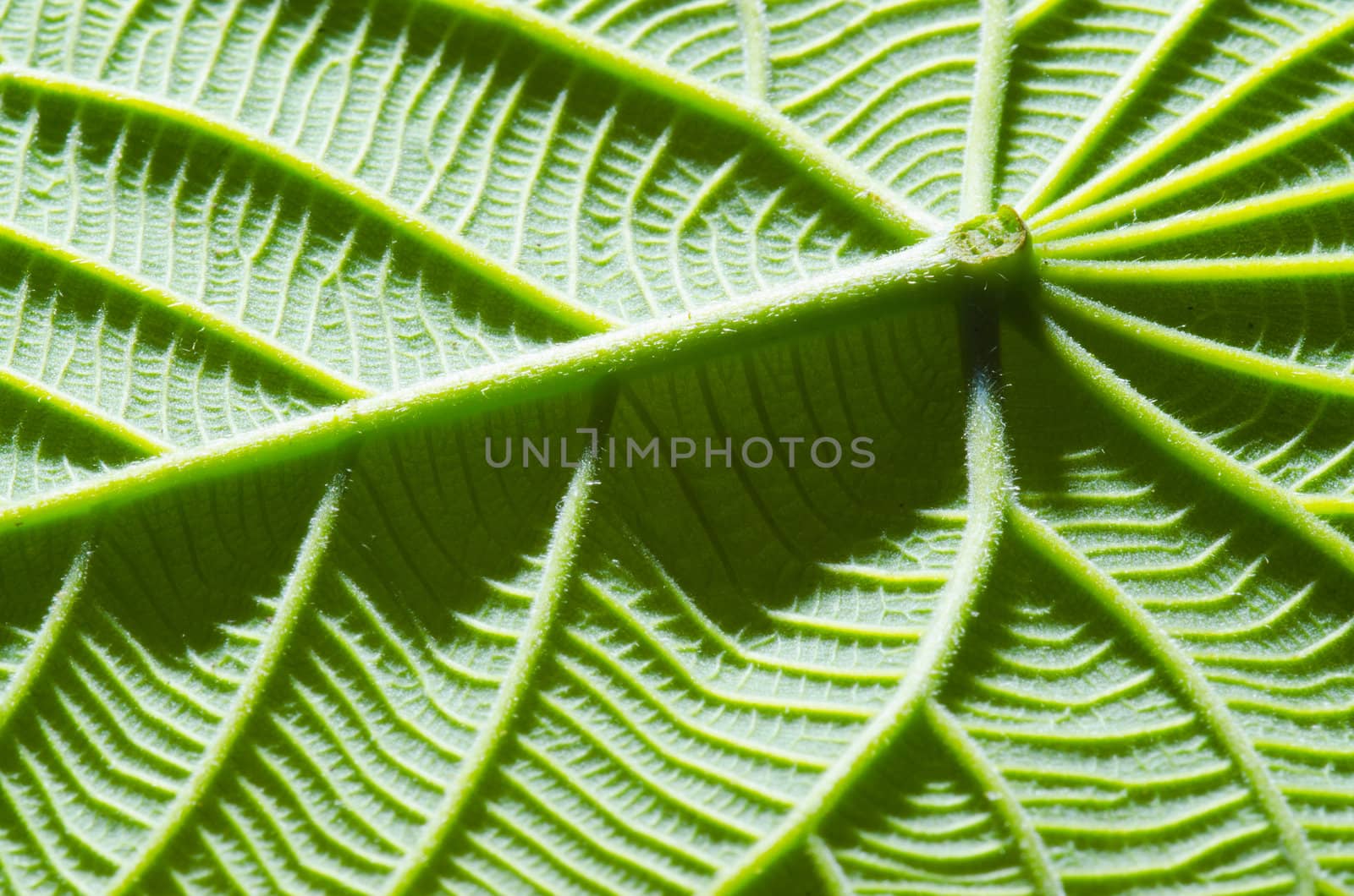 green leaf texture as background by heinteh