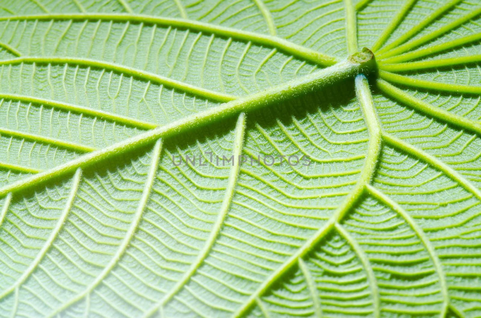 green leaf texture as background