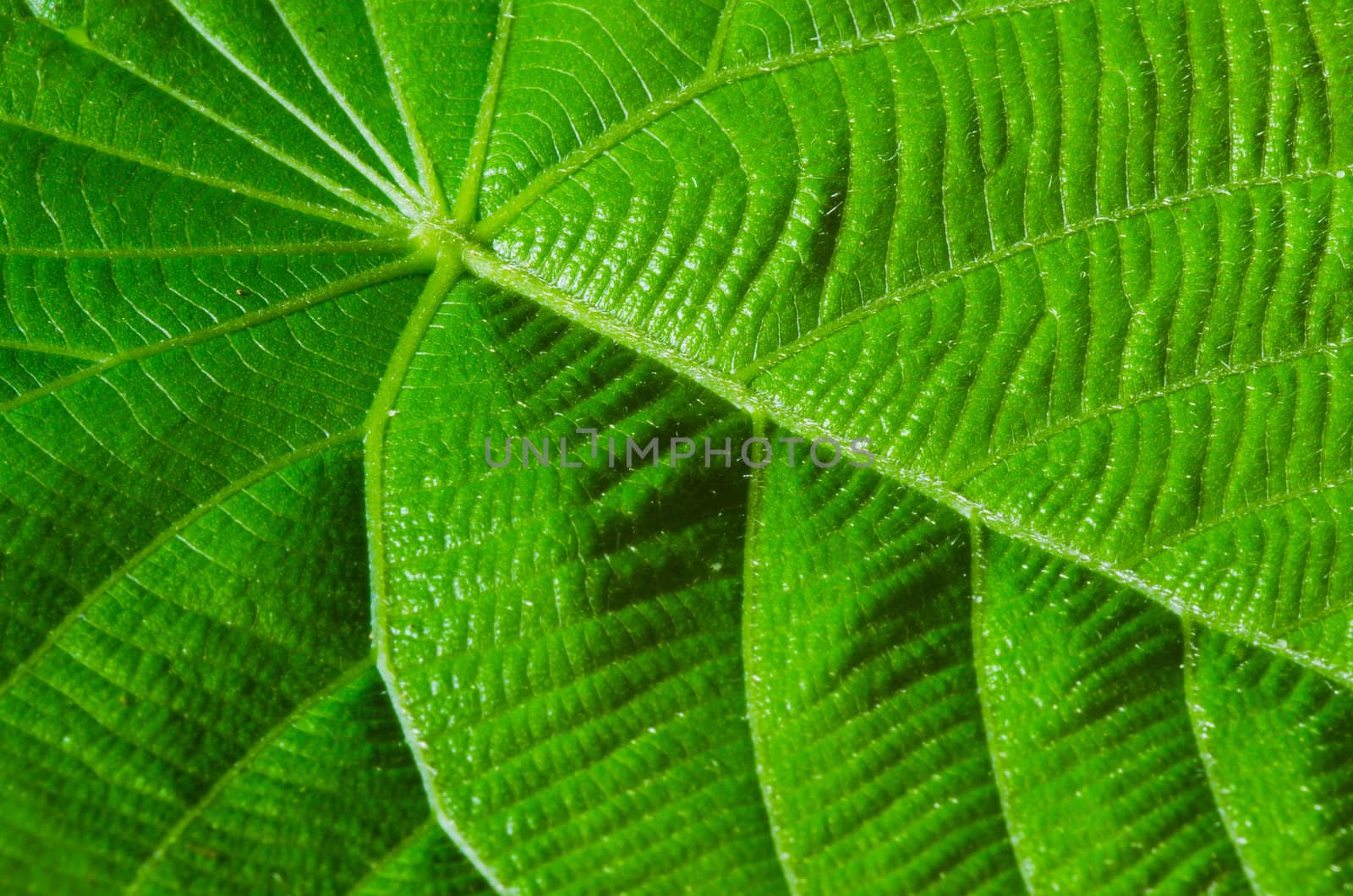 green leaf texture as background by heinteh